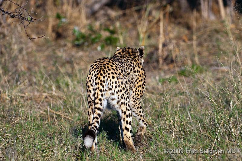 20090618_090038 D300 (1) X1.jpg - Cheetah at Selinda Spillway (Hunda Island) Botswana